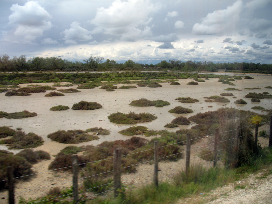 Camargue