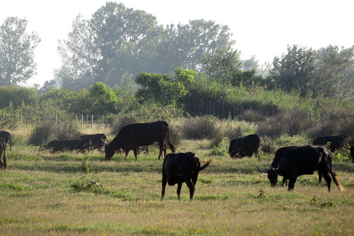 Byki z Camargue