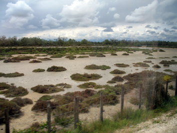 Camargue