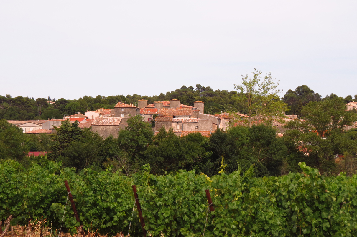 Malves en Minervois