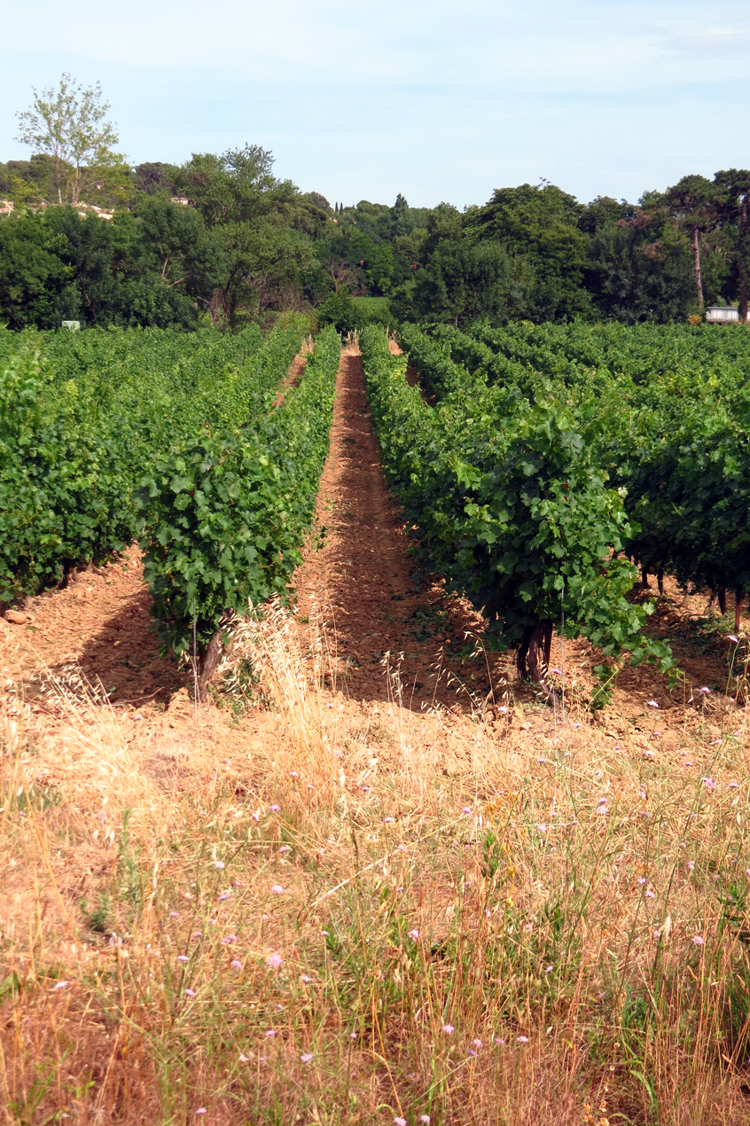 Malves en Minervois