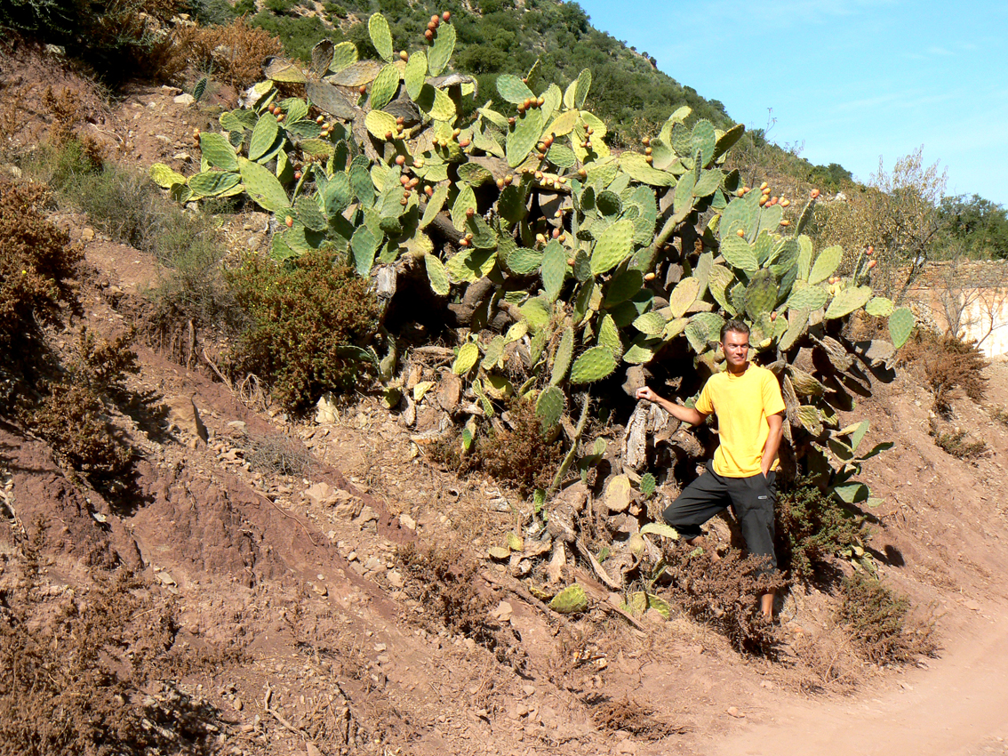 Michała w kaktusach