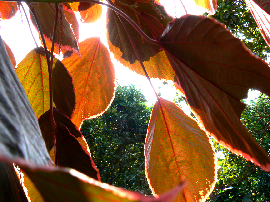 W ogrodzie botanicznym Szalla