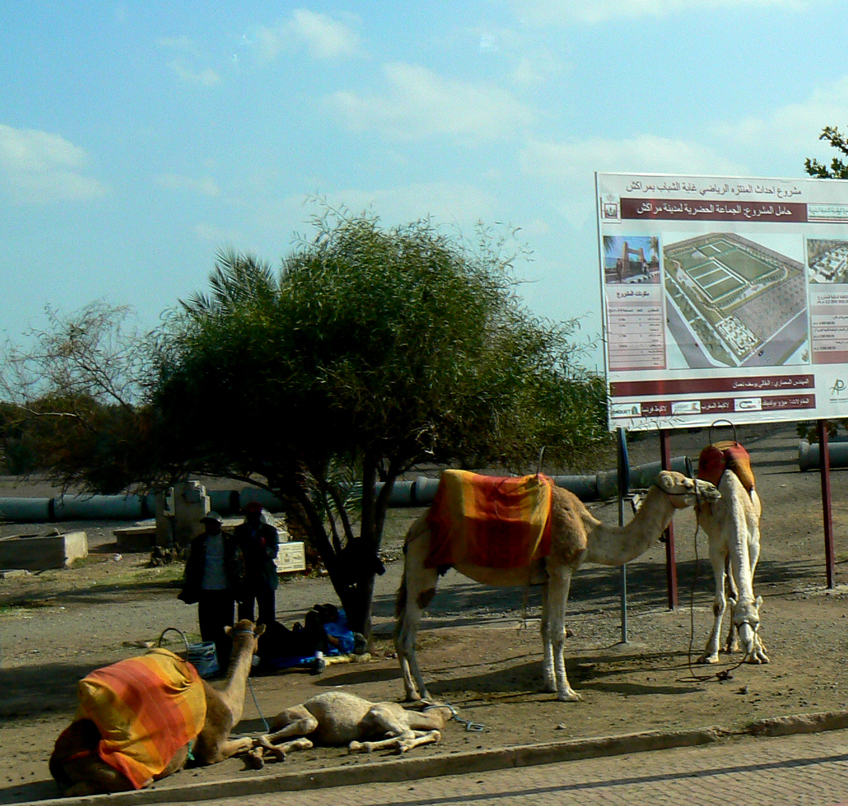 Przystanek wielbłądów