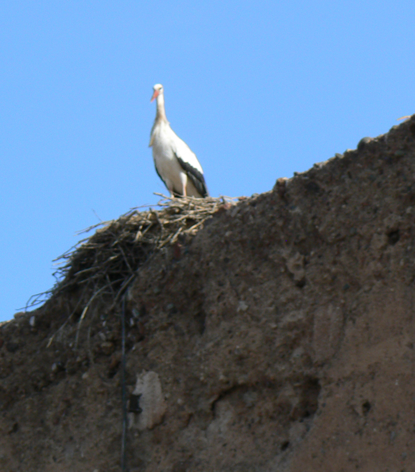Bocian w pałacu Al Badi