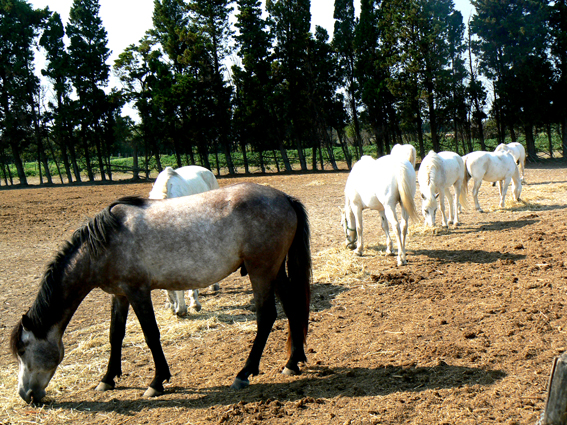 Konie z Camargue
