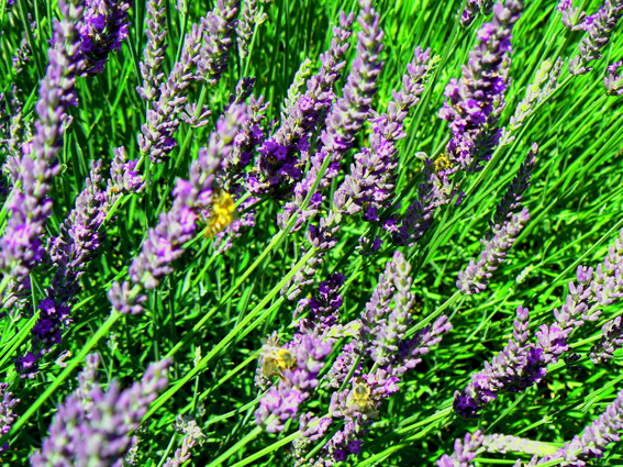 Lawenda w St.Remy-de-Provence