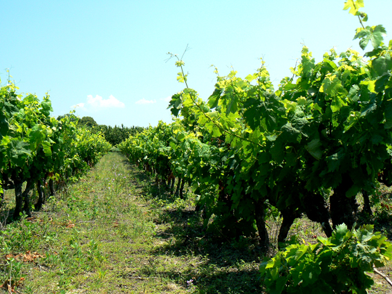 Winnica w Luberonie - Cotes du Luberon