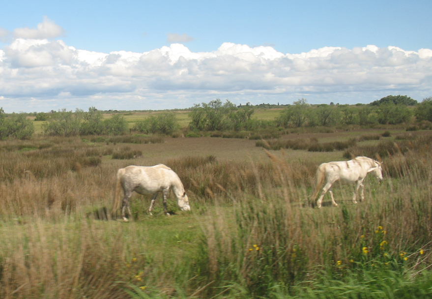Camargue