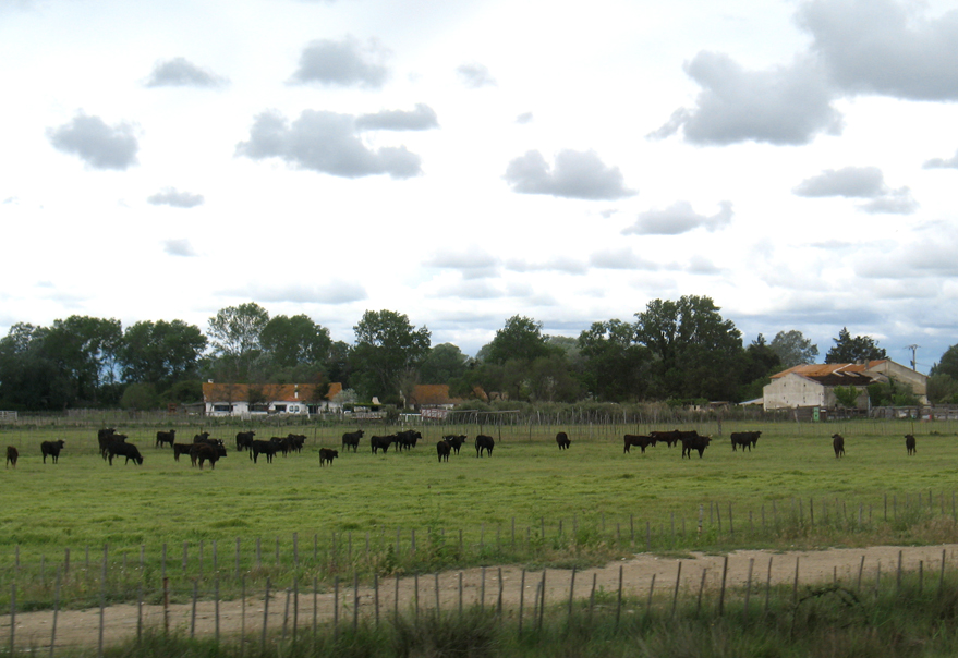 Camargue