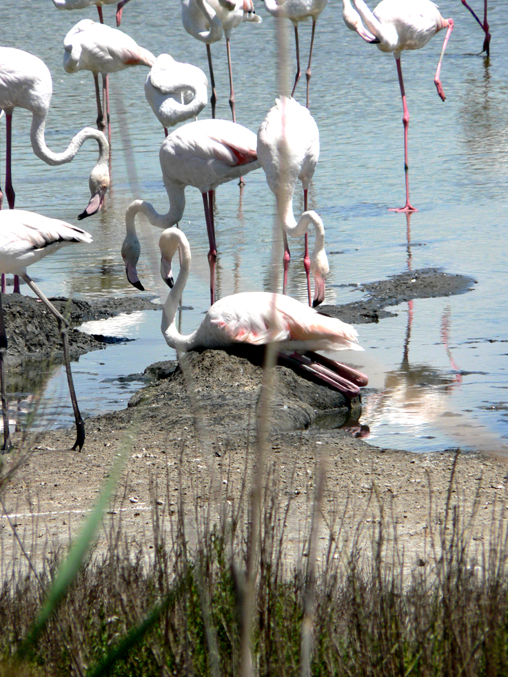 Camargue
