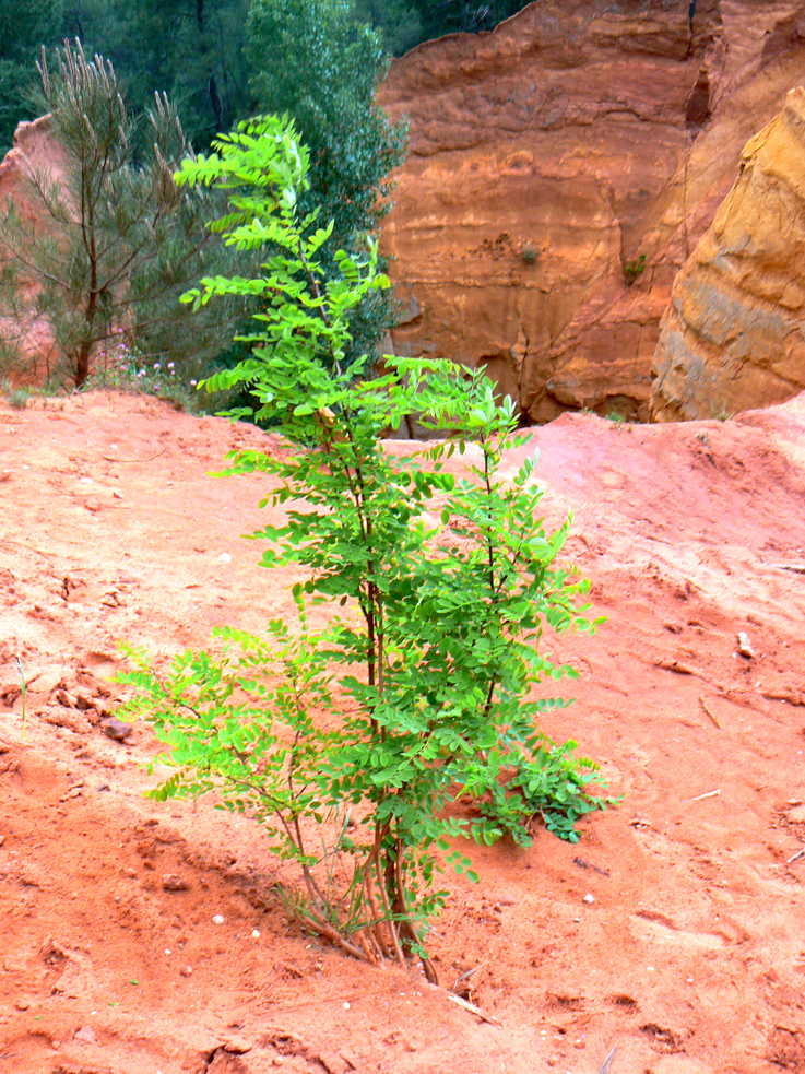 Roussillon