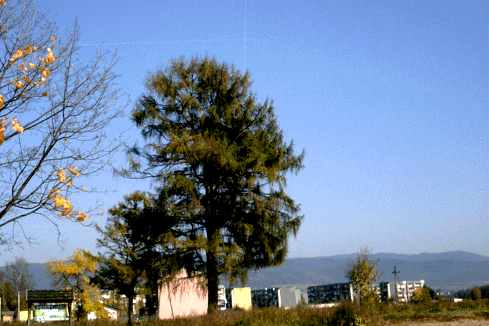 Kolorowe drzewa przy zakopiance 6 pa�dziernika 2004