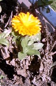 Jeszcze kwitnie na balkonie...