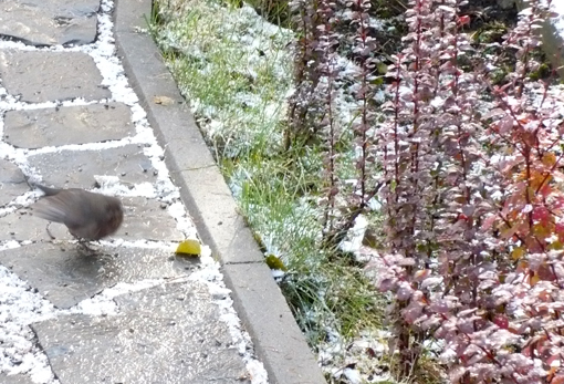 Idzie zimna, ptaki chudną...