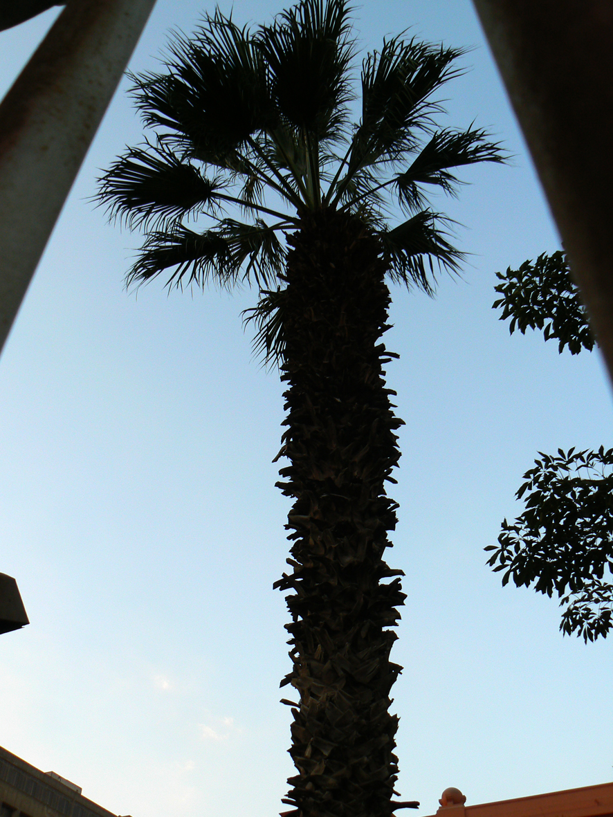 Palma muzealna w Kairze