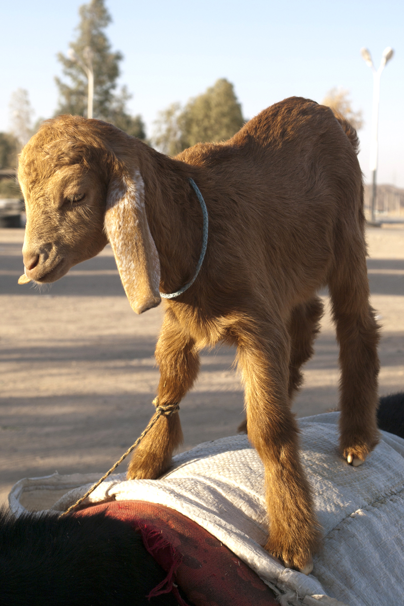 Pustynna kózka-akrobatka, a la cocker spaniel