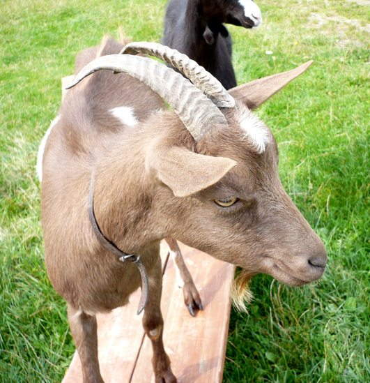 Koza w obroży, Kluszkowce