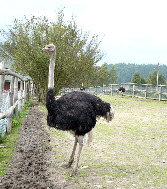Zagroda strusi w Kluszkowcach