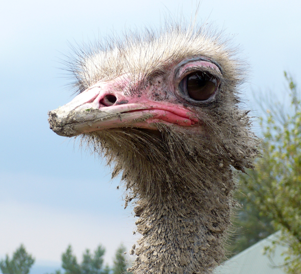 Strus w Kluszkowcach