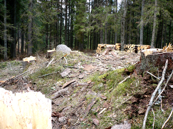 W Tatrzańskim Parku Narodowym...
