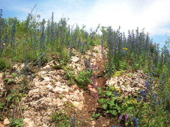 Roślinność na Grzebieniowej Skale