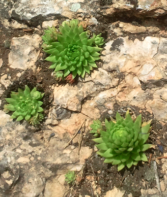 Roślinność na Grzebieniowej Skale