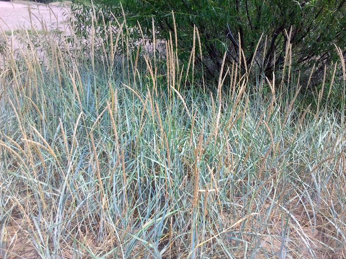 Wydmuchrzyca piaskowa?