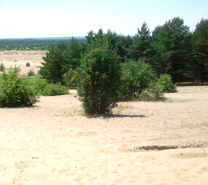 Pustynia Błędowska