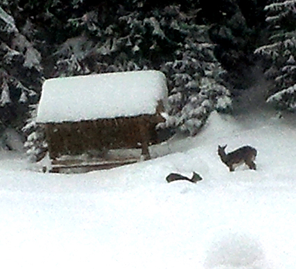 Przy paśniku w Gorcach