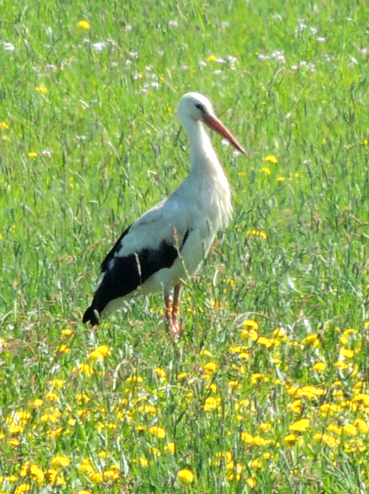 Bocian w stołówce, fot. M