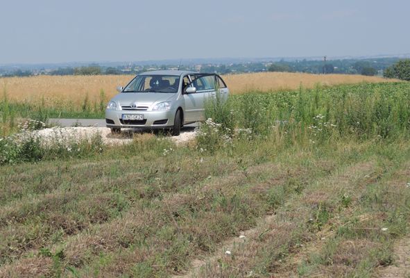 Korolcia w polach po lawendzie