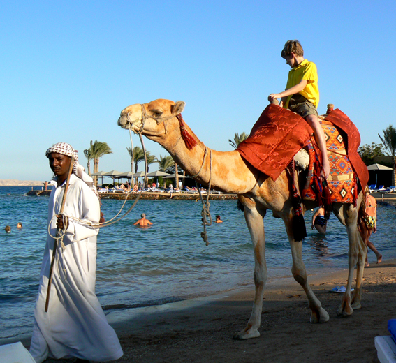 Król Jasiek na kamelu