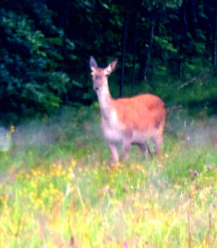 Koło Galeri Orskiego, na zboczu Antałówki pasą się jelenie