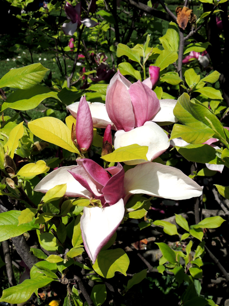 Magnolie w Preszowie