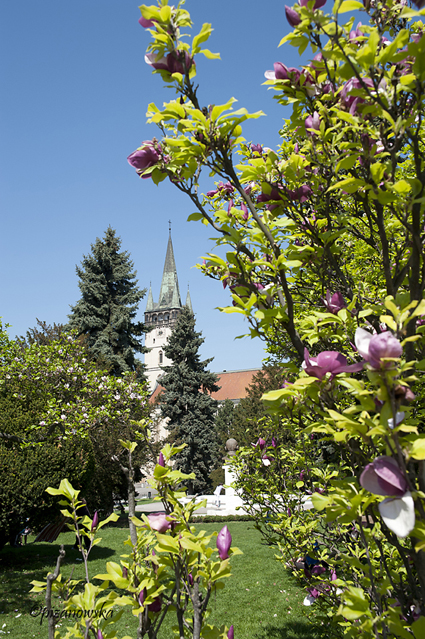 Widok na kościół św. Mikołaja