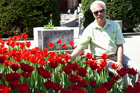 Tulipany pod pomnikiem Armii Czerwonej