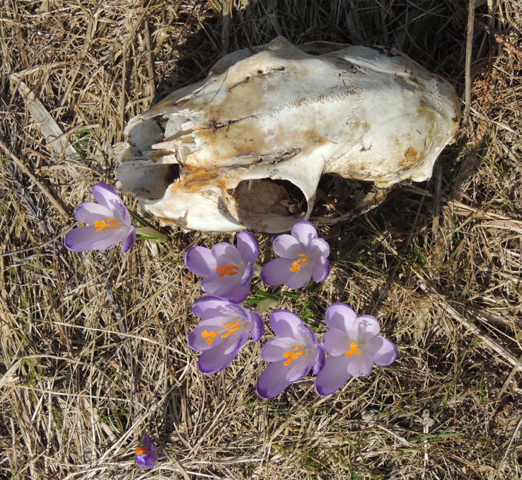 Czaszka i krokusy