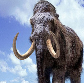 Mamut