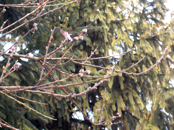 A parę kroków dalej wiosna