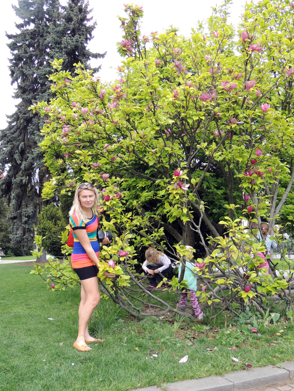 Magnolie preszowskie