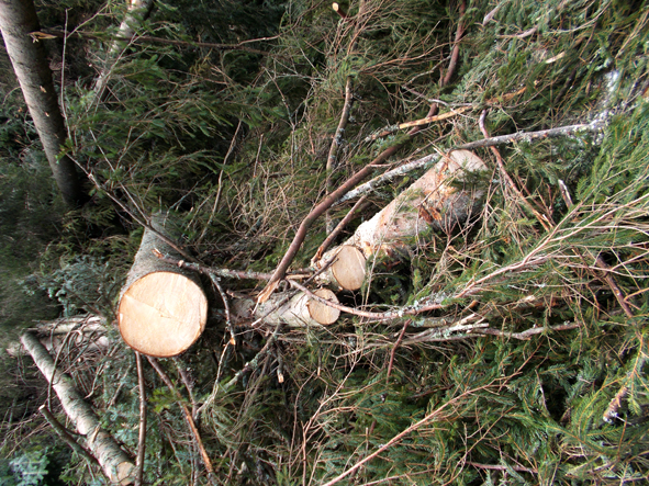 Dolina Kościeliska po katakliźmie