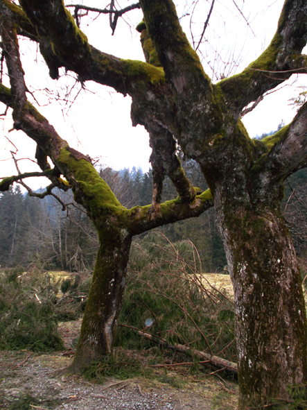 Drzewa, które ocalały