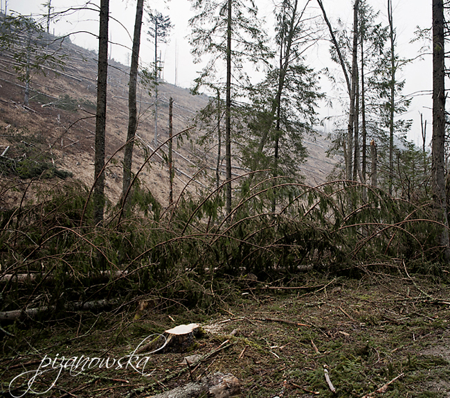 Przetrzebiony las w Kościeliskiej