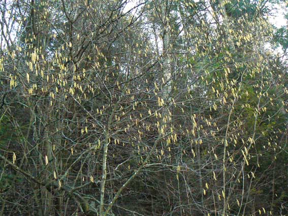 Bazie w Pieninach 18 lutego 2007