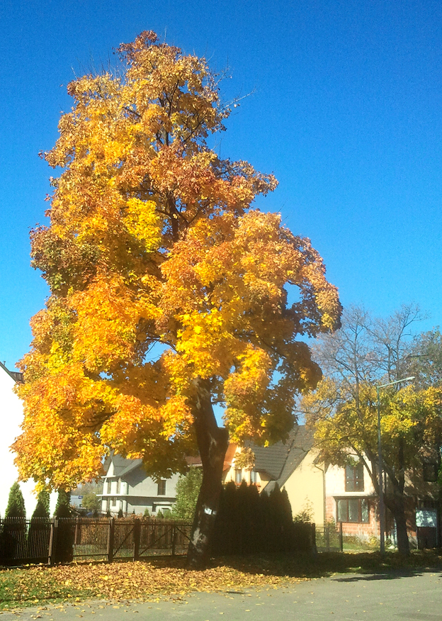 Jesień w Nowym Targu