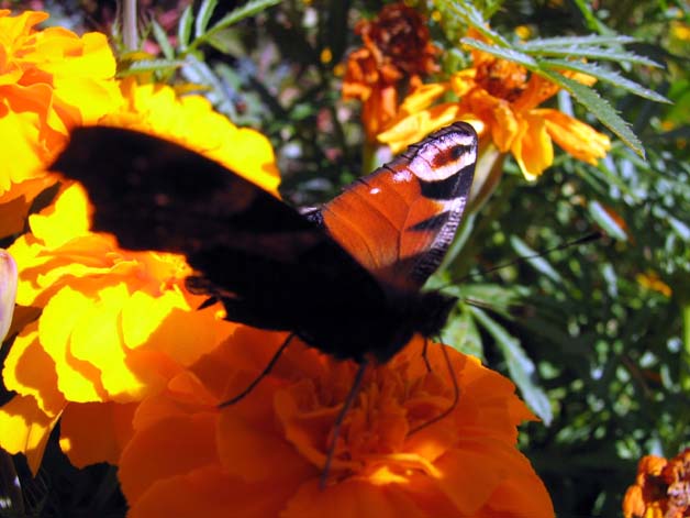 Jesienny motyl, fot. Renata Pi�anowska