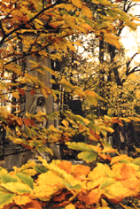 P�ksowy Brzyzek 2, fot. Maciej Janczy