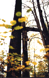 P�ksowy Brzyzek 4, fot. Maciej Janczy