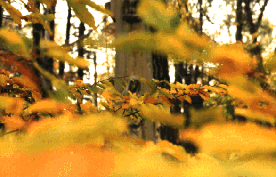 P�ksowy Brzyzek 6, fot. Maciej Janczy